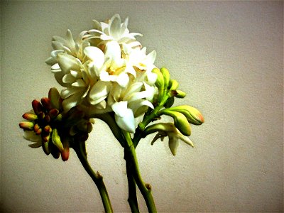 Polianthes Tuberosa(রজনীগন্ধা