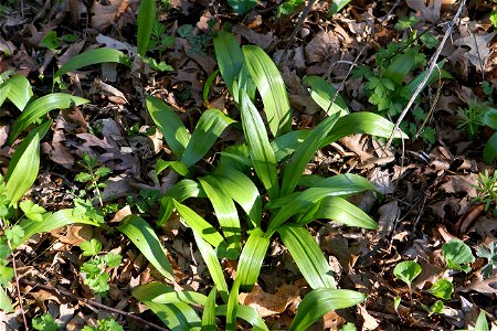 Wild Leeks6 photo