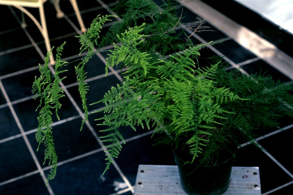 Asparagus plumosus
