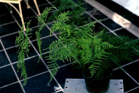 Asparagus plumosus