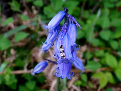 Bluebell Tortrix Moth – Hysterophora maculosana on foodplant 1