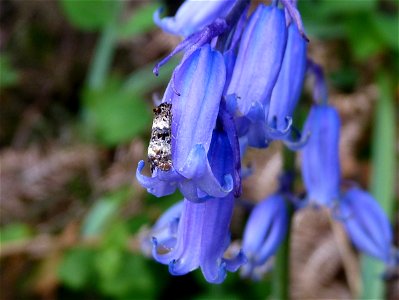 Bluebell Tortrix Moth – Hysterophora maculosana on foodplant 2