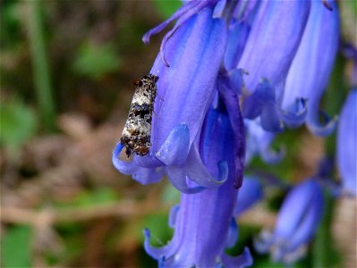 Bluebell Tortrix Moth – Hysterophora maculosana on foodplant 3