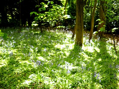 Bluebells in a wood.
