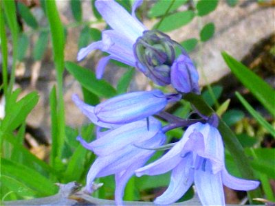 Hyacinthoides non-scripta habit, Sierra Madrona, Spain