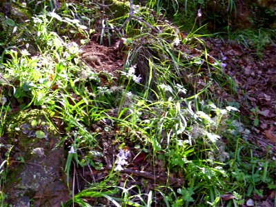 Hyacinthoides non-scripta habitat, Sierra Madrona, Spain