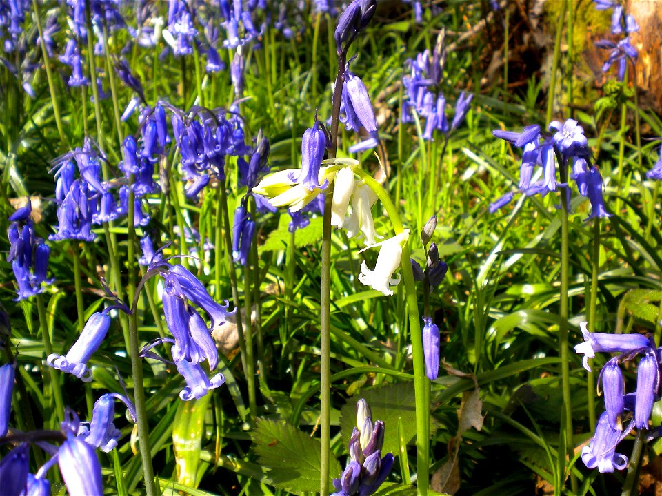White Hyacinthoides non-scripta