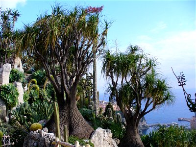 Bottle Palm (Beaucarnea recurvata)