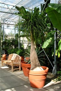 Beaucarnea recurvata (Ponytail Palm)
Roger Williams Park Botanical Center - Providence RI.