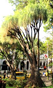 Plant Beaucarnea recurvata in the park Jardim Municipal in the centre of city Funchal, Madeira photo