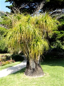 Beaucarnea recurvata specimen in the Jardin botanique du Val Rahmeh, Menton, Alpes-Maritimes, France.