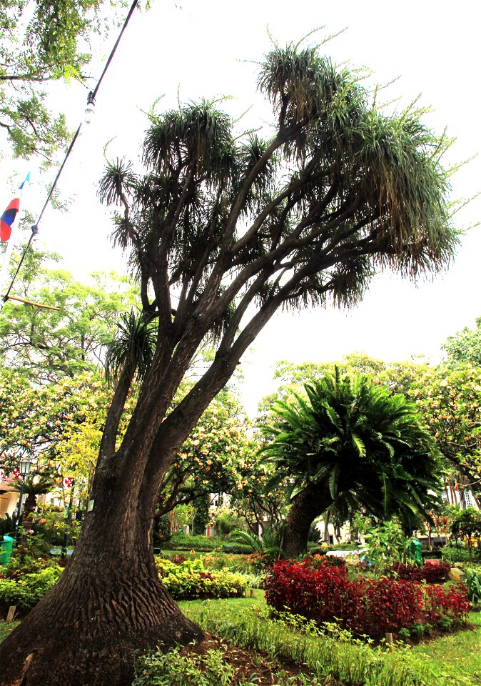 Plant Beaucarnea recurvata in the park Jardim Municipal in the centre of city Funchal, Madeira