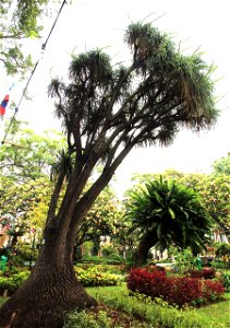 Plant Beaucarnea recurvata in the park Jardim Municipal in the centre of city Funchal, Madeira photo
