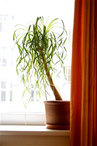 Ein de:Elefantenfuß (Pflanze)