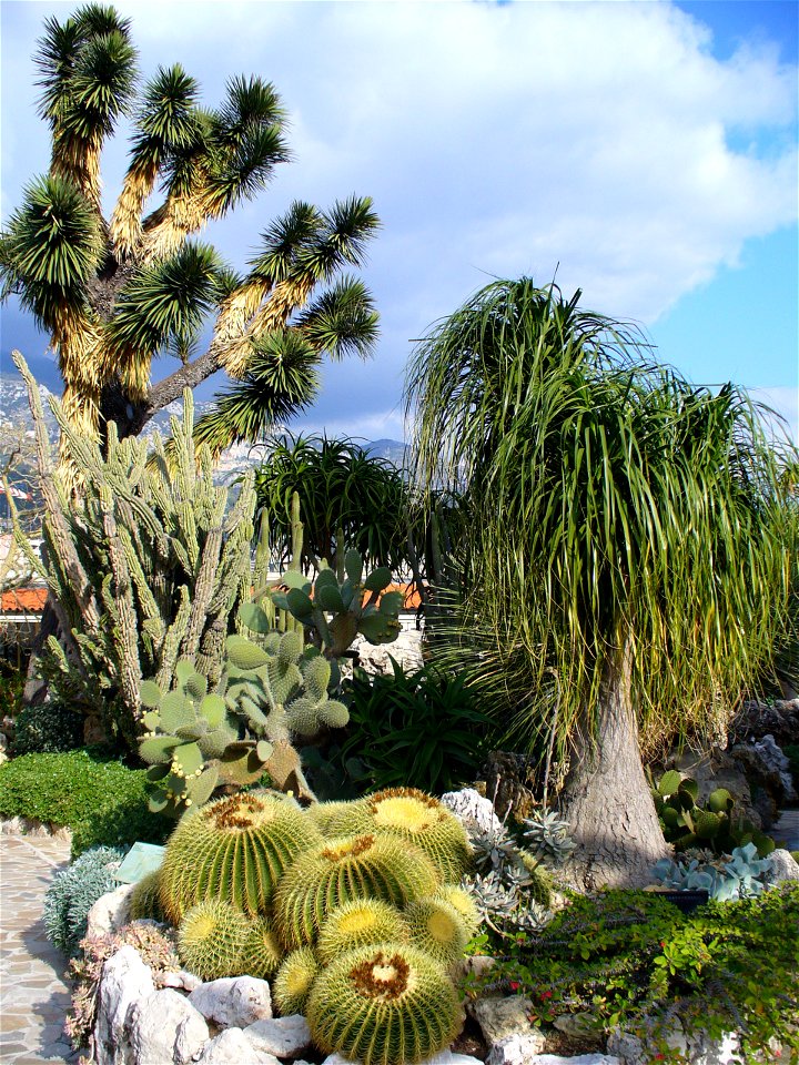 Jardin exotique de Monaco