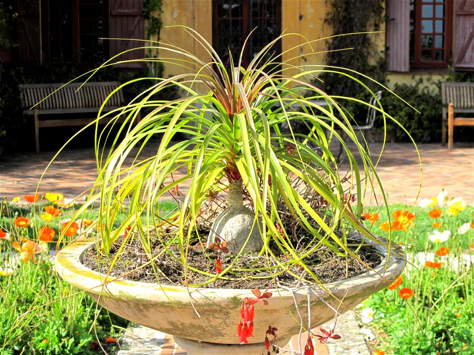 Nolina recurvata in the garden of Val-Rameh in Menton (Alpes-Maritimes, France)