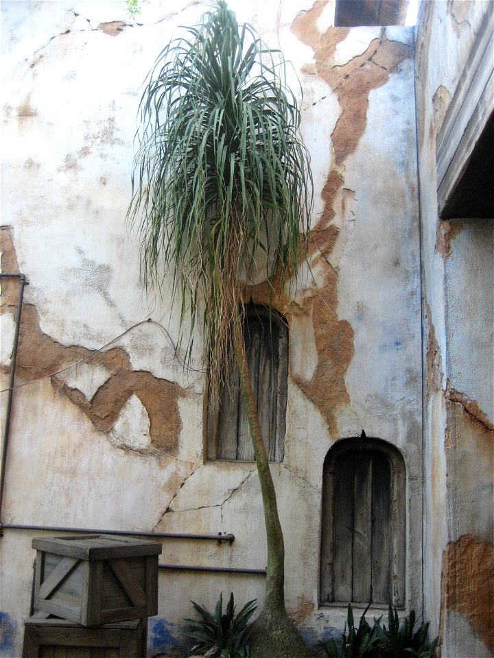 A Ponytail Palm growing outside of the Tusker House Restaurant at Disney's Animal Kingdom park.