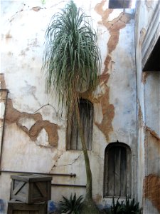 A Ponytail Palm growing outside of the Tusker House Restaurant at Disney's Animal Kingdom park.
