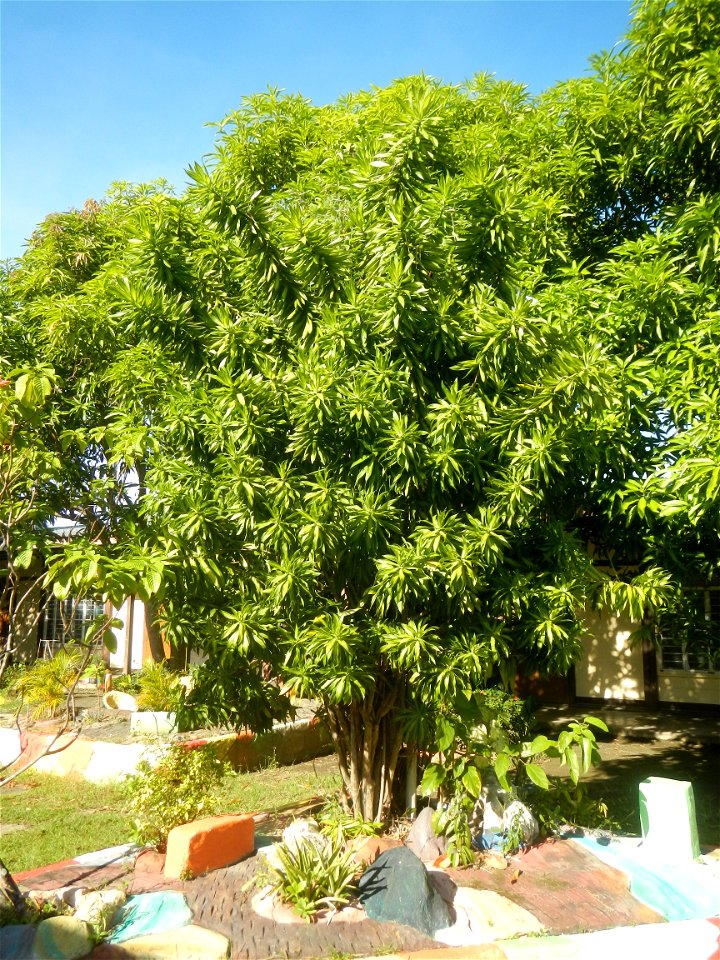 Dracaena reflexa Song of Jamaica plant Velayo Street corner Victor Street San Miguel Elementary School, 1904, Poblacion, South District, as memorial for Mayor Catalino V. Sevilla & Donya Valeriana