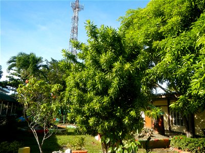 Dracaena reflexa Song of Jamaica plant Velayo Street corner Victor Street San Miguel Elementary School, 1904, Poblacion, South District, as memorial for Mayor Catalino V. Sevilla & Donya Valeriana