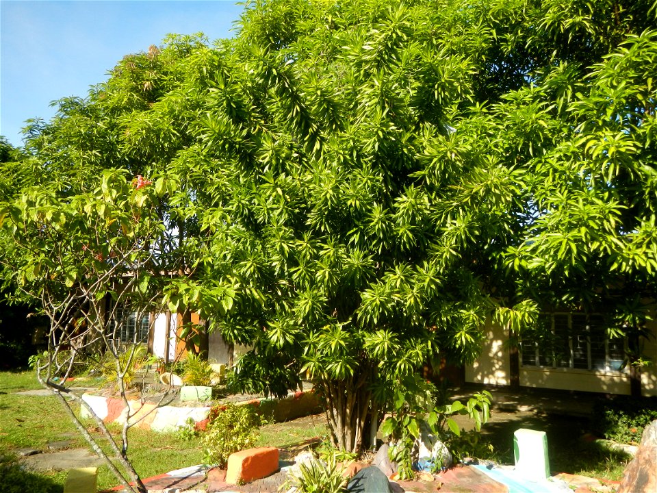 Dracaena reflexa Song of Jamaica plant Velayo Street corner Victor Street San Miguel Elementary School, 1904, Poblacion, South District, as memorial for Mayor Catalino V. Sevilla & Donya Valeriana