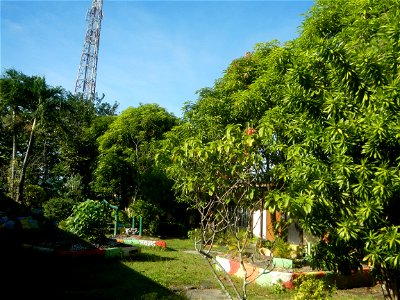Dracaena reflexa Song of Jamaica plant Velayo Street corner Victor Street San Miguel Elementary School, 1904, Poblacion, South District, as memorial for Mayor Catalino V. Sevilla & Donya Valeriana