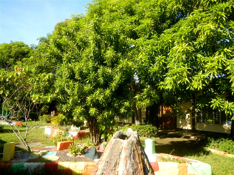 Dracaena reflexa Song of Jamaica plant Velayo Street corner Victor Street San Miguel Elementary School, 1904, Poblacion, South District, as memorial for Mayor Catalino V. Sevilla & Donya Valeriana