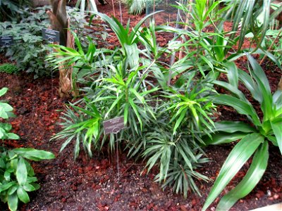 Dracaena reflexa specimen in the Botanischer Garten, Berlin-Dahlem (Berlin Botanical Garden), Berlin, Germany.