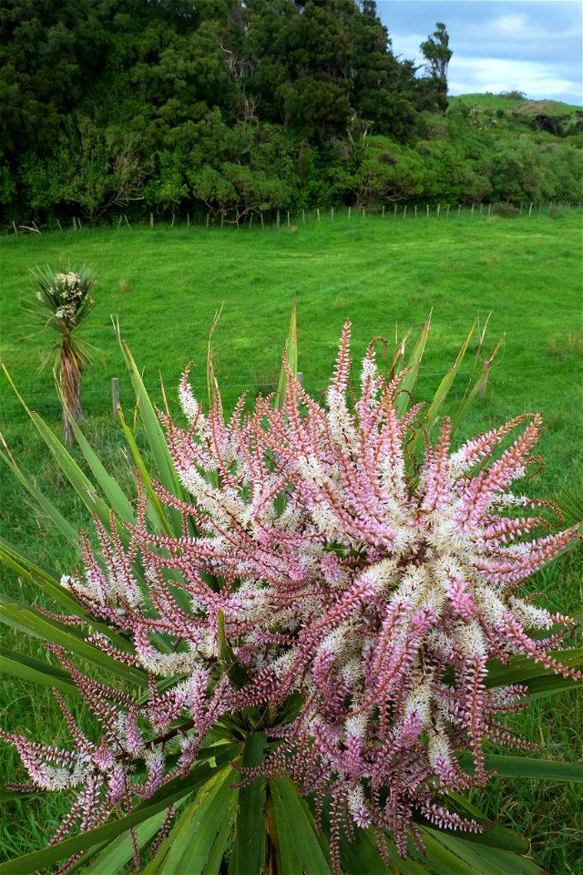 Cabbage tree flower spike with pink bracts (Queen Elizabeth Park), an older cream-flowering cabbage tree is visible on the paddock in the background