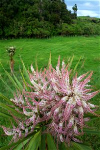 Cabbage tree flower spike with pink bracts (Queen Elizabeth Park), an older cream-flowering cabbage tree is visible on the paddock in the background