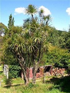 Image title: Cabbage tree in rural New Zealand Image from Public domain images website, http://www.public-domain-image.com/full-image/flora-plants-public-domain-images-pictures/trees-public-domain-ima photo