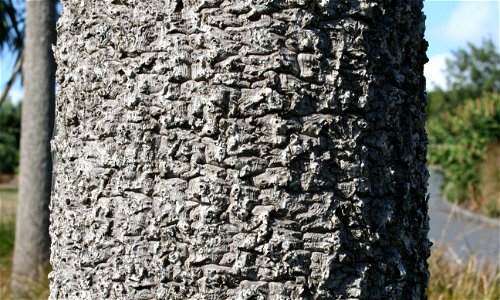Trunk and bark of Cordyline australis, (Cabbage tree), growing in cultivation at Auckland Botanic Gardens, Manukau City, New Zealand