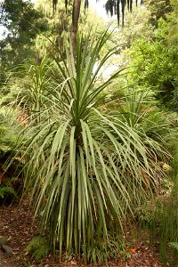 Cordyline australis Christchurch Botanic Gardens, New Zealand section, cabbage treelabel QS:Len,"Christchurch Botanic Gardens, New Zealand section, cabbage tree"
label QS:Lhu,"Káposztafa a christchurc