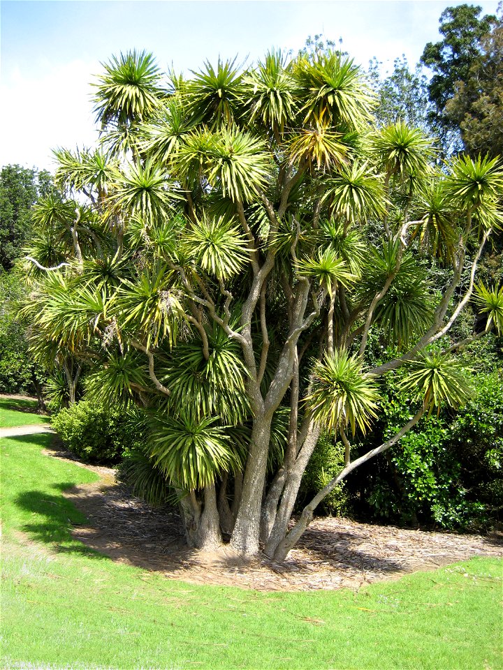 Cordyline australis, (Cabbage tree), Millers Bush, Manukau, New Zealand