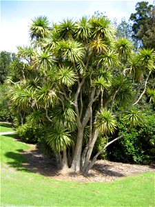 Cordyline australis, (Cabbage tree), Millers Bush, Manukau, New Zealand