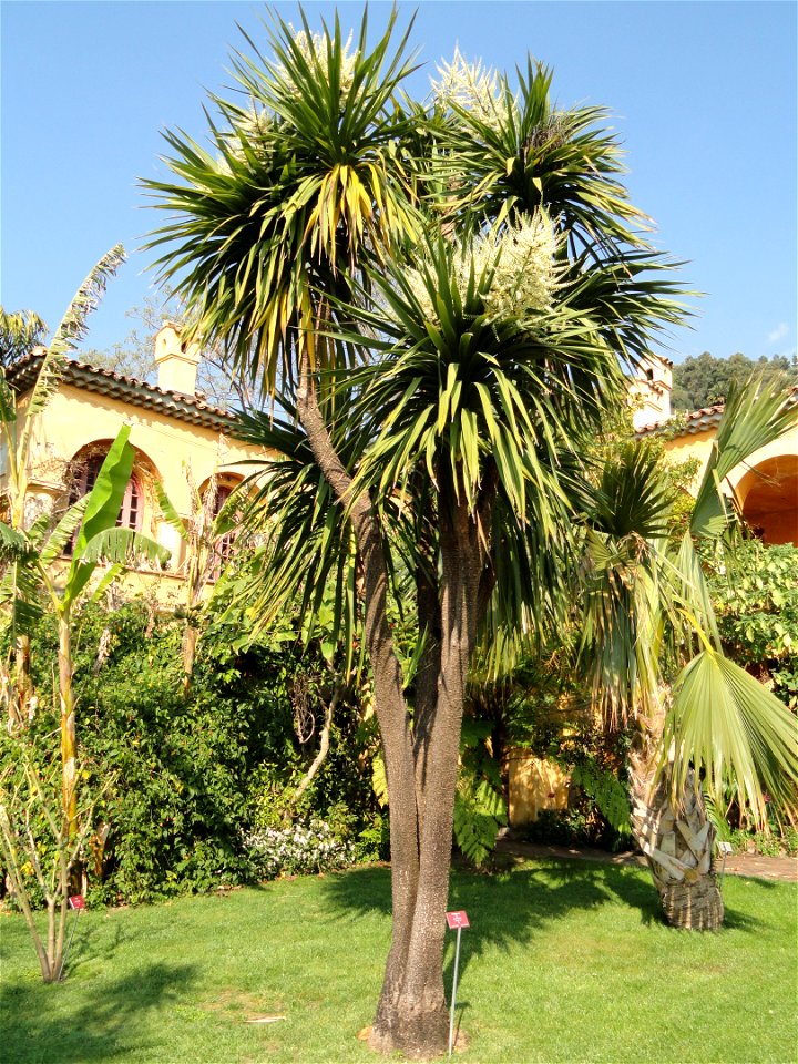 Cordyline australis specimen in the Jardin botanique du Val Rahmeh, Menton, Alpes-Maritimes, France.