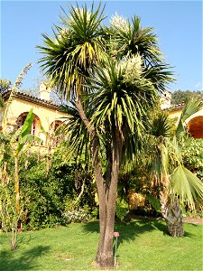 Cordyline australis specimen in the Jardin botanique du Val Rahmeh, Menton, Alpes-Maritimes, France.