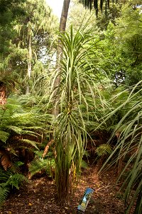 Cordyline australis Christchurch Botanic Gardens, New Zealand section, cabbage treelabel QS:Len,"Christchurch Botanic Gardens, New Zealand section, cabbage tree"
label QS:Lhu,"Káposztafa a christchurc