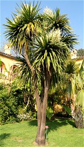 Cordyline australis specimen in the Jardin botanique du Val Rahmeh, Menton, Alpes-Maritimes, France.