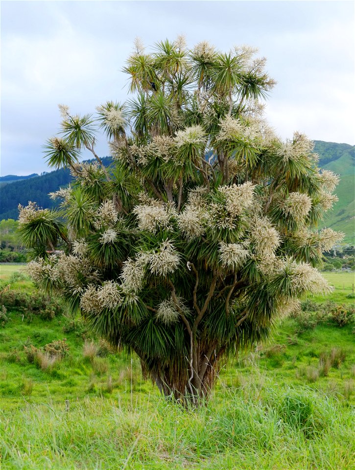 Mature multi-branched cabbage tree in full flower