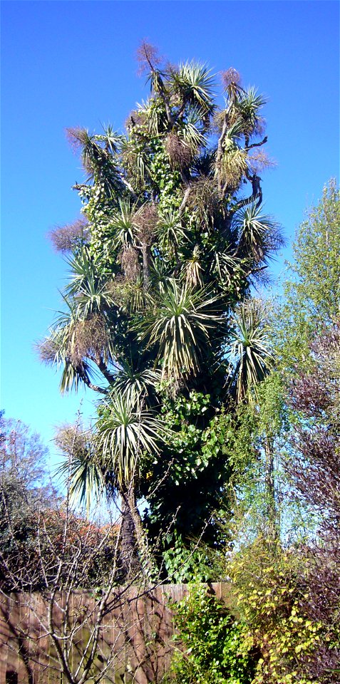 Ivy (Hedera helix) smothering a cabbage tree (Cordyline australis) in Christchurch, New Zealand.