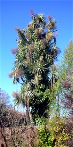 Ivy (Hedera helix) smothering a cabbage tree (Cordyline australis) in Christchurch, New Zealand.