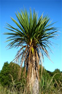Single Cabbage Tree crown