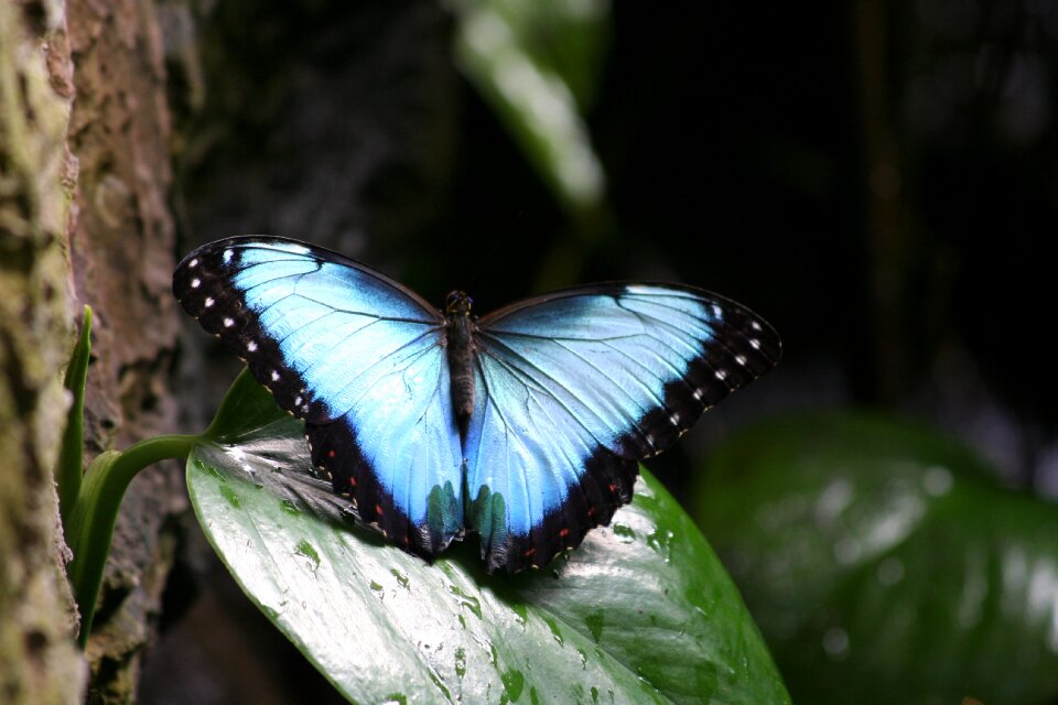 Outdoors wing moth