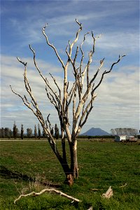 Cordyline australis, (Cabbage tree), tree killed by sudden decline, Thornton Rd, near Whakatane, New Zealand. Pūtauaki/Mt Edgecumbe in distance. photo