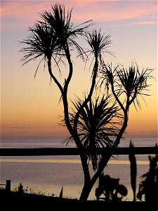 Ti kouka (Cabbage tree, cordyline australis) at Lake Ferry, Wairarapa.