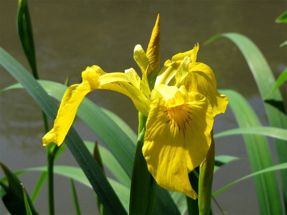 Sumpf-Schwertlilie (Iris pseudacorus) am Kraichbach Hockenheim
