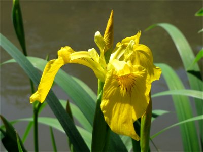 Sumpf-Schwertlilie (Iris pseudacorus) am Kraichbach Hockenheim