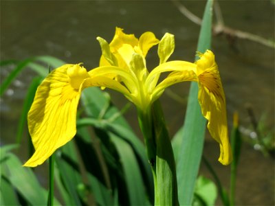Sumpf-Schwertlilie (Iris pseudacorus) am Kraichbach Hockenheim photo