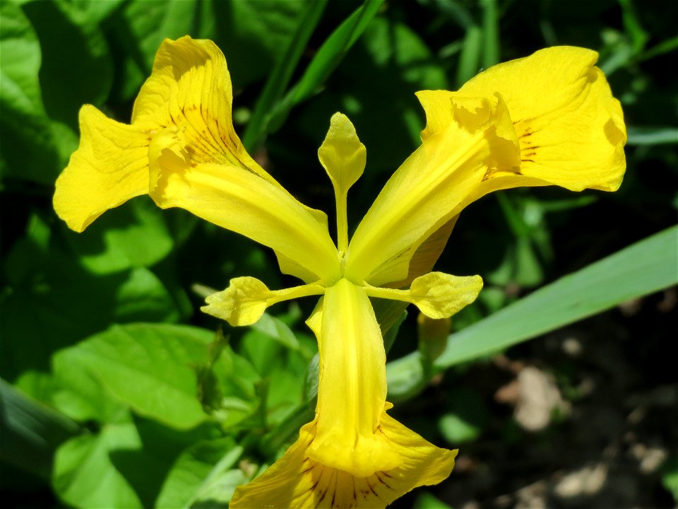 Sumpf-Schwertlilie (Iris pseudacorus) am Kraichbach Hockenheim